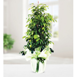 Ficus Benjamin 1.Mt