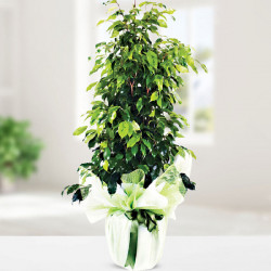 Ficus Benjamin 1.Mt