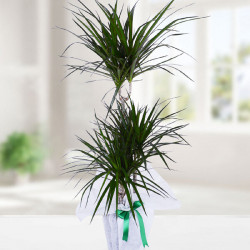 3 Köklü Dracena Marginata