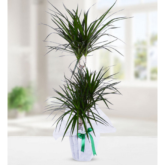 3 Köklü Dracena Marginata